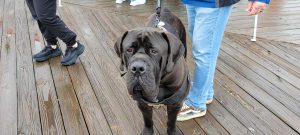 Crime Victim’s Rights Walk held April 20 on the Seaside Heights Boardwalk