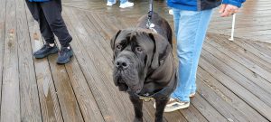 Crime Victim’s Rights Walk held April 20 on the Seaside Heights Boardwalk