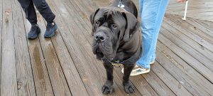 Crime Victim’s Rights Walk held April 20 on the Seaside Heights Boardwalk