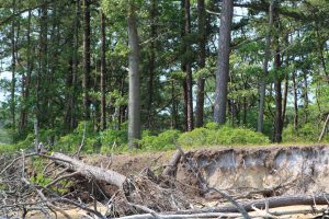 Cattus Island shoreline restoration