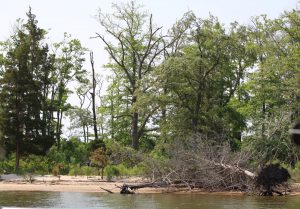 Cattus Island shoreline restoration