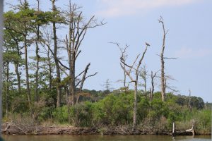 Cattus Island shoreline restoration