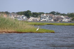 Cattus Island shoreline restoration