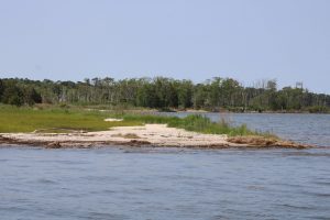 Cattus Island shoreline restoration