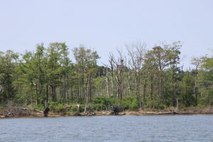 Cattus Island shoreline restoration