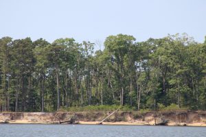 Cattus Island shoreline restoration