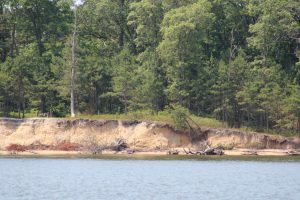 Cattus Island shoreline restoration