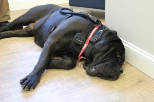 grand opening of a new Law Enforcement Wellness Center located in Toms River