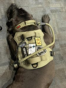 K9 Jaeger