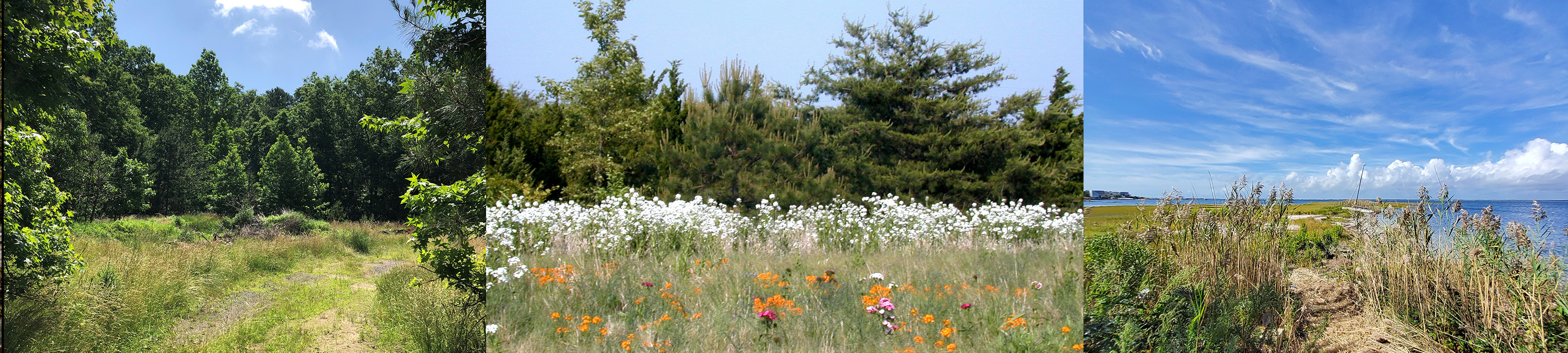 three photos of forests, shores, and flowers